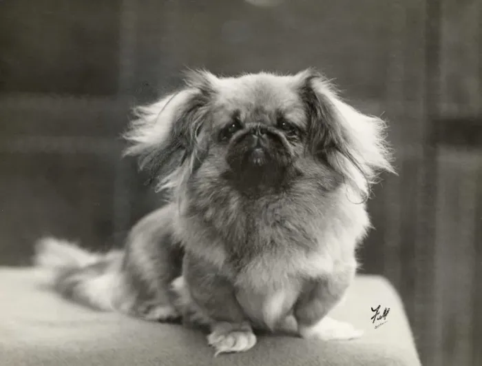 Framed Print : FALL / PEKINGESE / 1930 Framed Print : FALL / PEKINGESE / 1930
