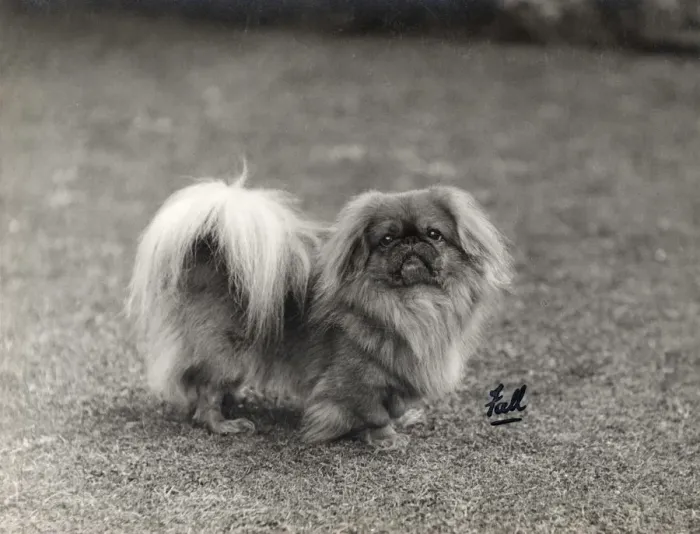 Framed Print : FALL / PEKINGESE / 1930 Framed Print : FALL / PEKINGESE / 1930