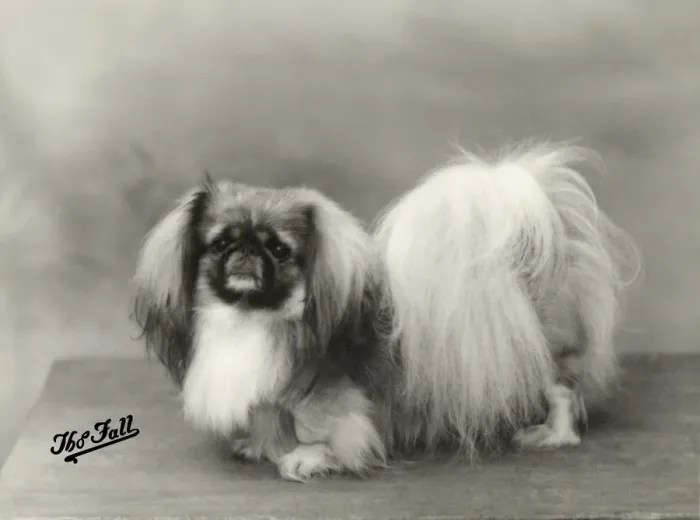 Framed Print : FALL / PEKINGESE / 1932 Framed Print : FALL / PEKINGESE / 1932