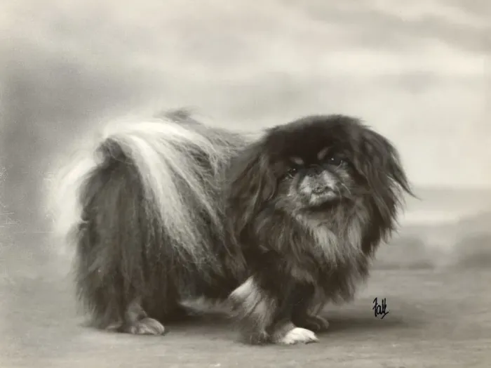 Framed Print : FALL / PEKINGESE / 1932 Framed Print : FALL / PEKINGESE / 1932