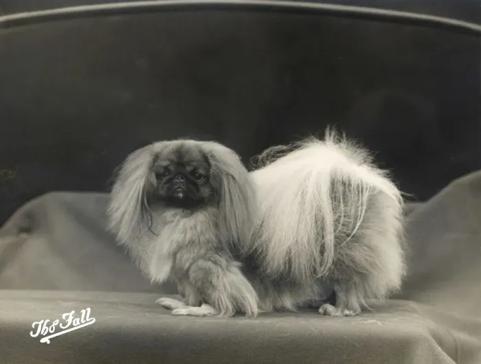 Framed Print : FALL  /  PEKINGESE  /  1935