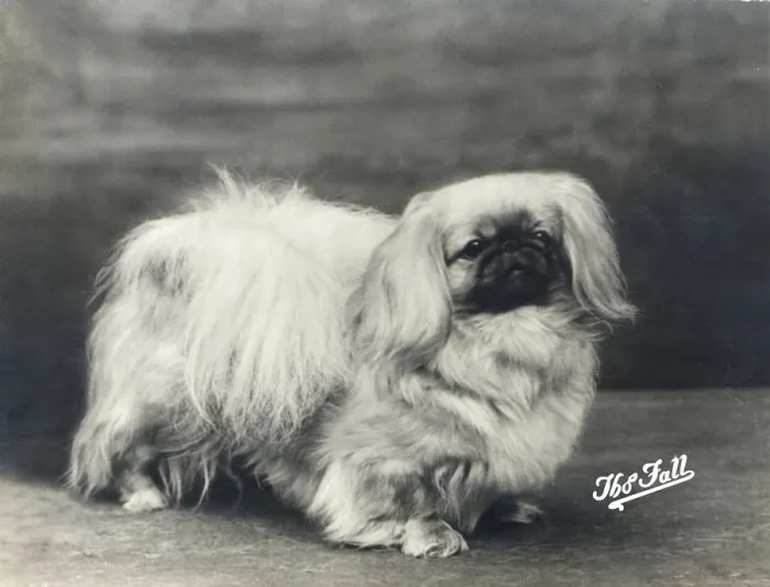Framed Print : FALL  /  PEKINGESE  /  1935