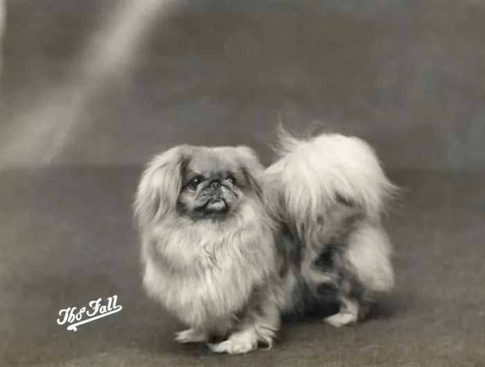 Framed Print : FALL / PEKINGESE / 1936 Framed Print : FALL / PEKINGESE / 1936