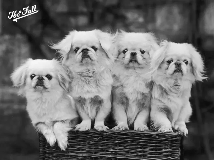 Framed Print : FALL / PEKINGESE / 1936 Framed Print : FALL / PEKINGESE / 1936