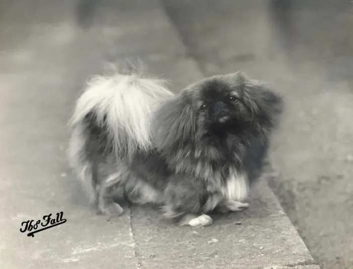 Framed Print : FALL / PEKINGESE / 1937 Framed Print : FALL / PEKINGESE / 1937