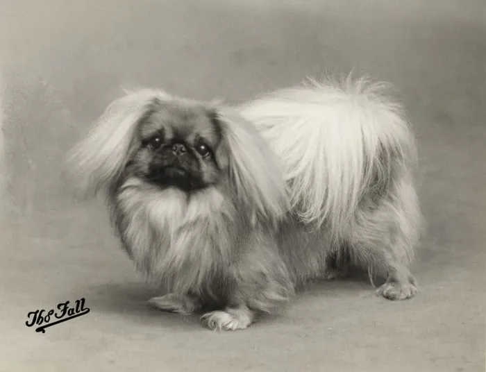 Framed Print : FALL / PEKINGESE / 1937 Framed Print : FALL / PEKINGESE / 1937