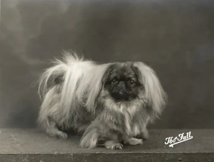 Framed Print : Fall / Pekingese / 1937 Framed Print : Fall / Pekingese / 1937