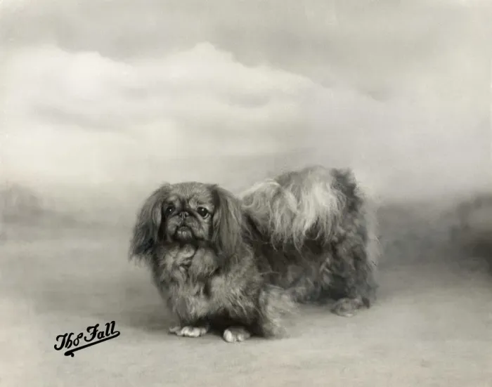 Framed Print : FALL  /  PEKINGESE  /  1938