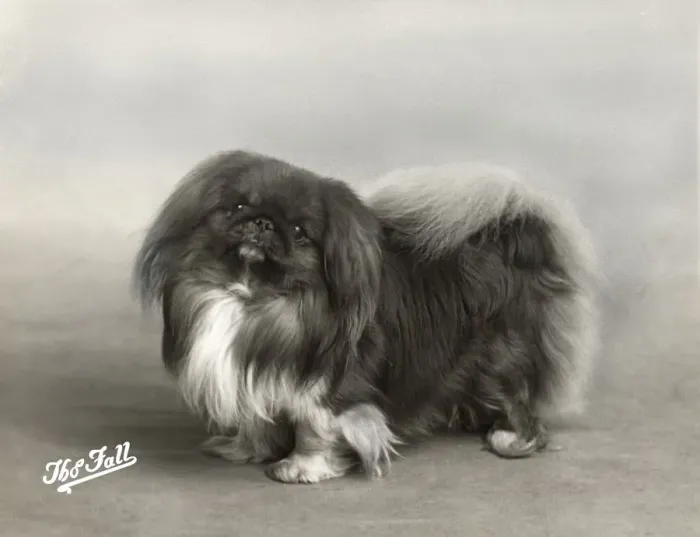Framed Print : FALL / PEKINGESE / 1939 Framed Print : FALL / PEKINGESE / 1939