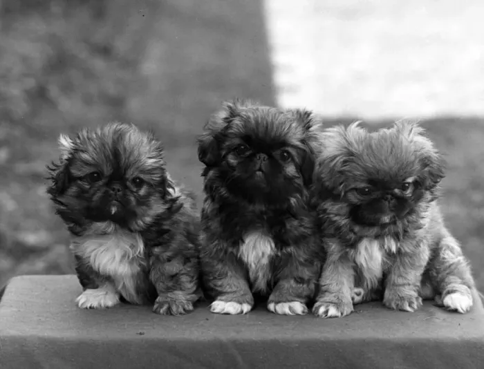 Framed Print : FALL  /  PEKINGESE  /  1948