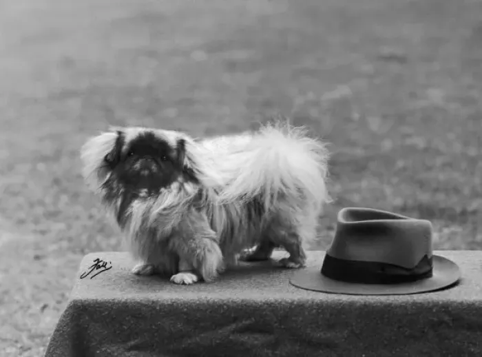 Framed Print : Fall / Pekingese / 1949 Framed Print : Fall / Pekingese / 1949
