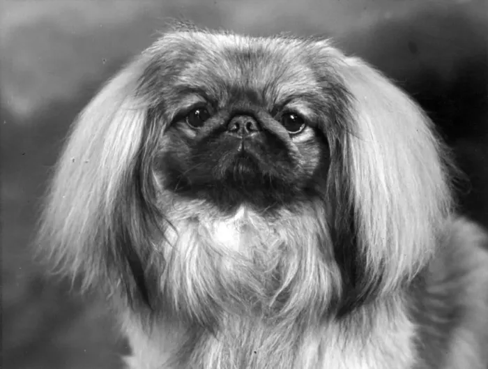 Framed Print : FALL / PEKINGESE / 1955 Framed Print : FALL / PEKINGESE / 1955