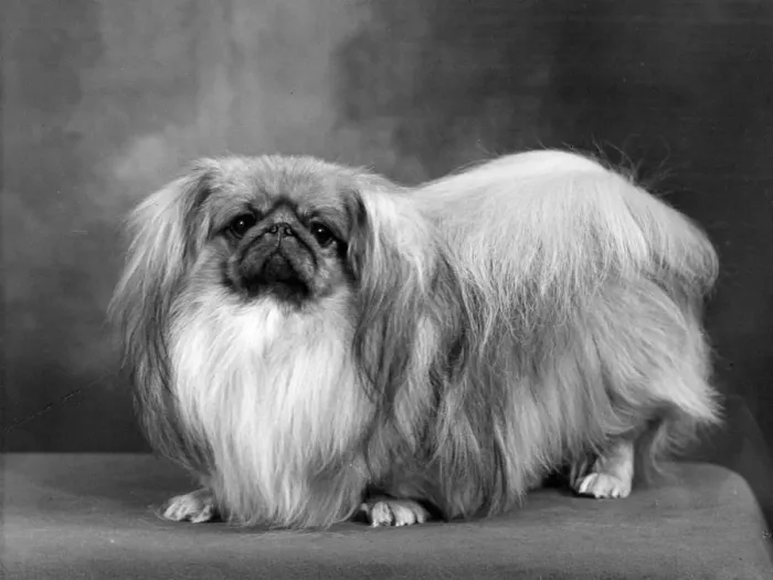 Framed Print : FALL / PEKINGESE / 1955 Framed Print : FALL / PEKINGESE / 1955