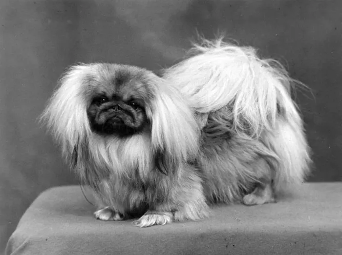 Framed Print : FALL / PEKINGESE / 1955 Framed Print : FALL / PEKINGESE / 1955