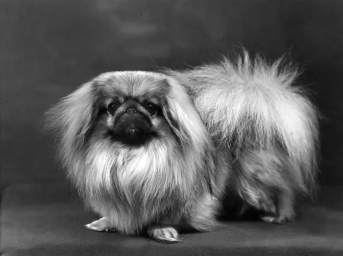 Framed Print : FALL / PEKINGESE / 1955 Framed Print : FALL / PEKINGESE / 1955