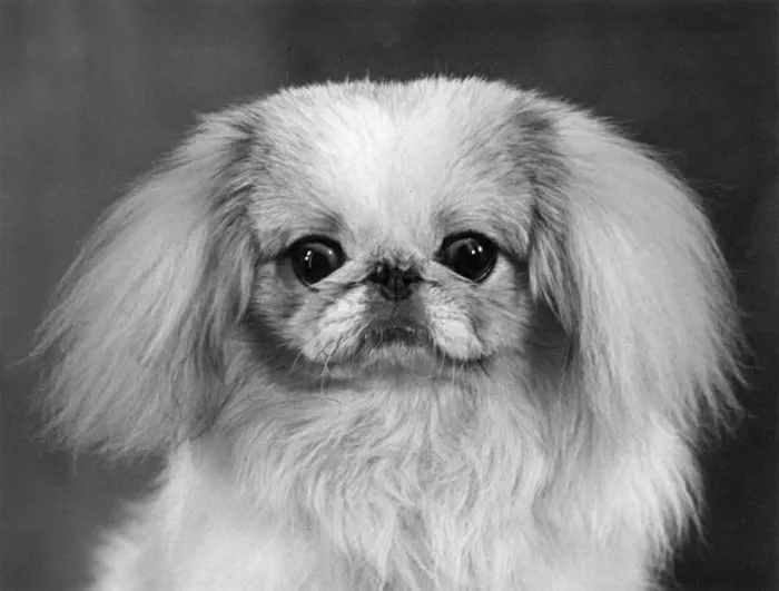 Framed Print : FALL / PEKINGESE / 1955 Framed Print : FALL / PEKINGESE / 1955