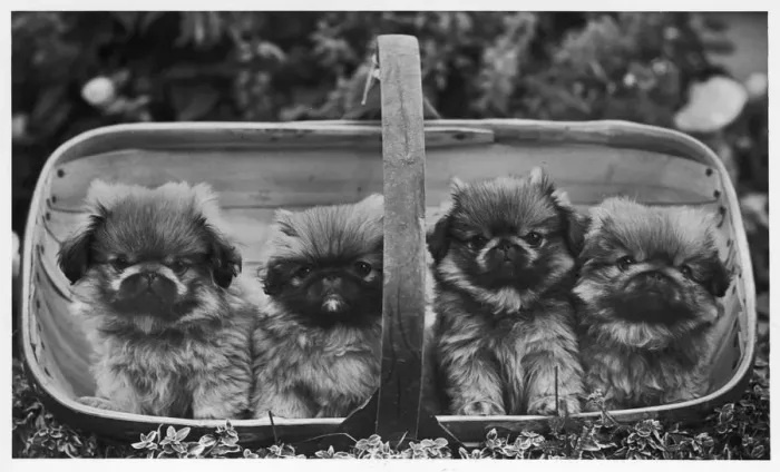 Framed Print : FALL / PEKINGESE / 1955 Framed Print : FALL / PEKINGESE / 1955