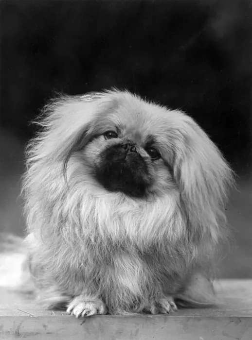 Framed Print : FALL / PEKINGESE / 1955 Framed Print : FALL / PEKINGESE / 1955