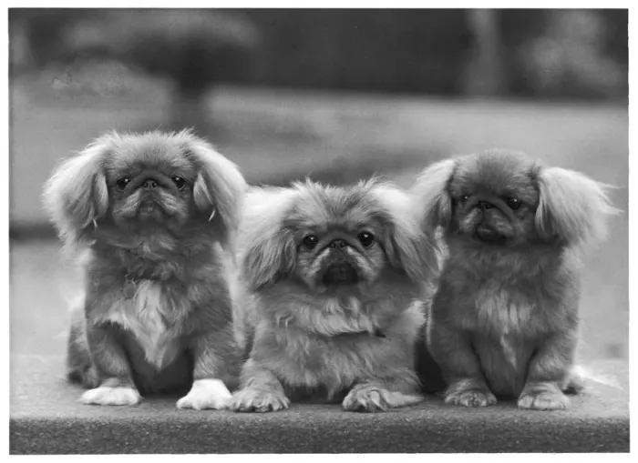 Framed Print : FALL / PEKINGESE / 1957 Framed Print : FALL / PEKINGESE / 1957