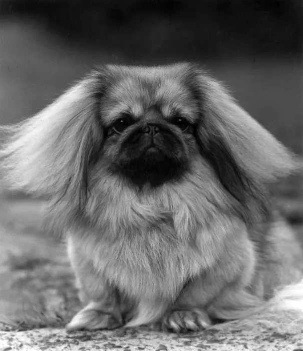 Framed Print : FALL / PEKINGESE / 1957 Framed Print : FALL / PEKINGESE / 1957