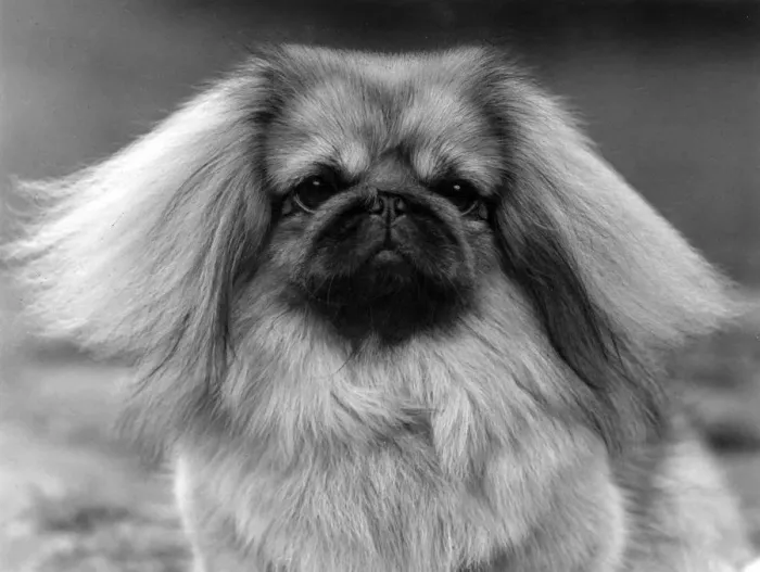 Framed Print : FALL / PEKINGESE / 1957 Framed Print : FALL / PEKINGESE / 1957