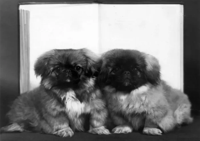 Framed Print : FALL  /  PEKINGESE  /  1959