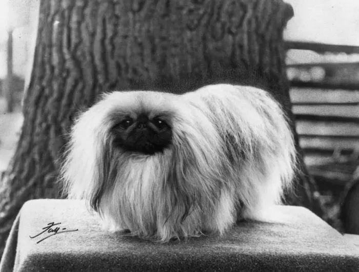 Framed Print : FALL / PEKINGESE / 1966 Framed Print : FALL / PEKINGESE / 1966