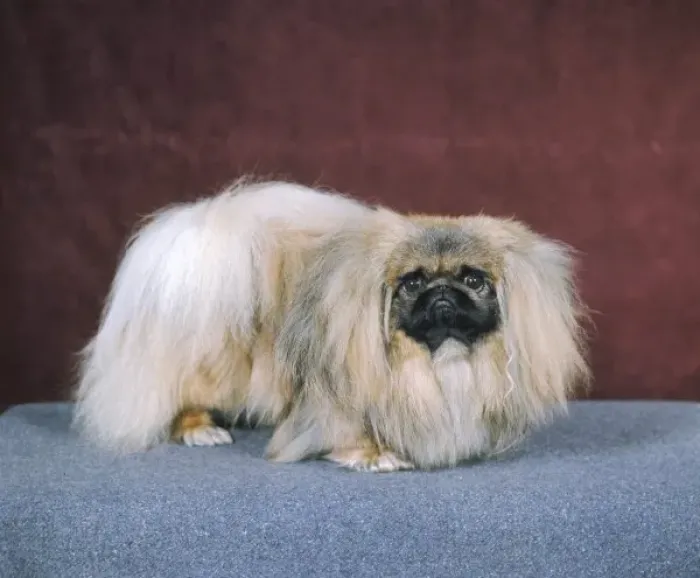 Framed Print : Fall / Pekingese / 1971 Framed Print : Fall / Pekingese / 1971