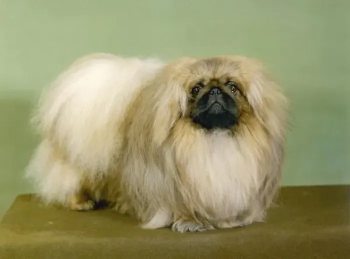 Framed Print : Fall / Pekingese / 1977 Framed Print : Fall / Pekingese / 1977