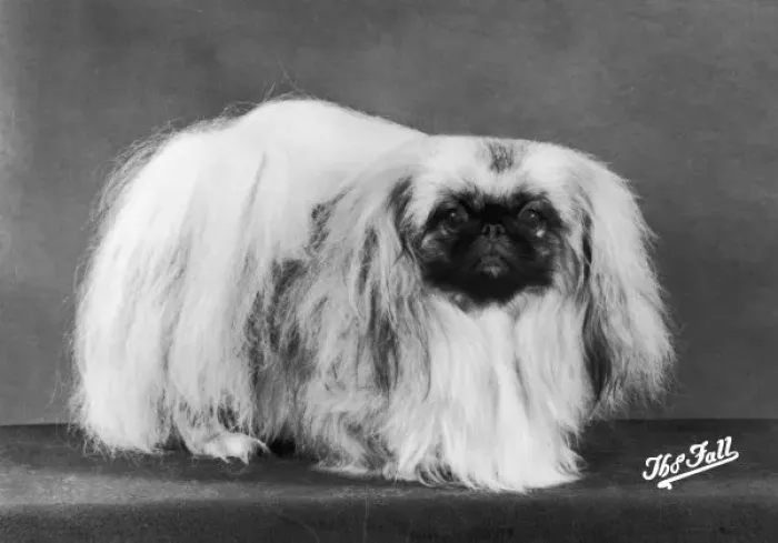 Framed Print : Fall / Pekingese / 1980 Framed Print : Fall / Pekingese / 1980
