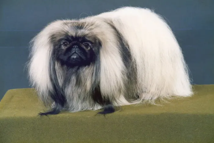 Framed Print : FALL / PEKINGESE / 1988 Framed Print : FALL / PEKINGESE / 1988