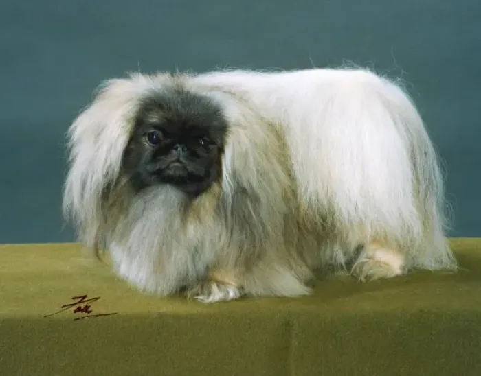 Framed Print : Fall / Pekingese / 1990 Framed Print : Fall / Pekingese / 1990