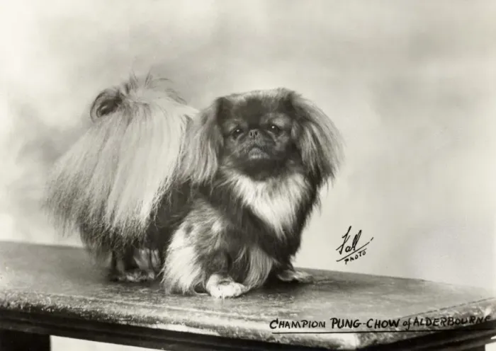 Framed Print : FALL  /  PEKINGESE  /  27