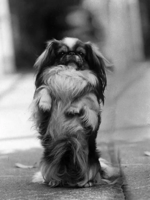 Framed Print : FALL  /  PEKINGESE  /  BEGGING
