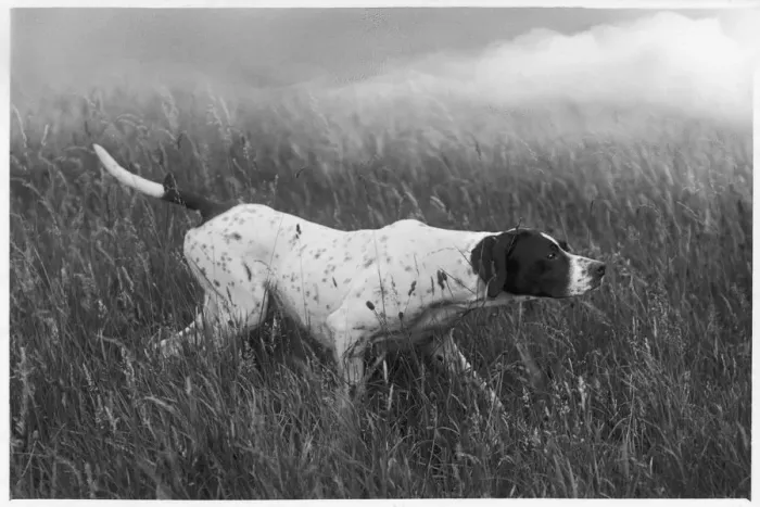 Framed Print : Fall - Pointer - 1938 Framed Print : Fall - Pointer - 1938