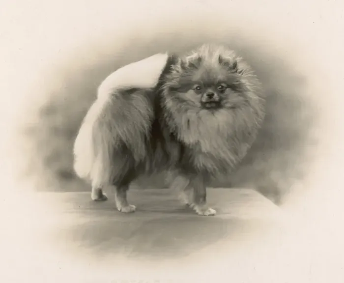 Framed Print : Fall / Pomeranian / 1931 Framed Print : Fall / Pomeranian / 1931
