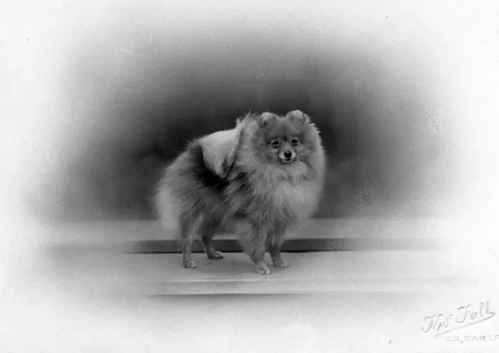 Framed Print : FALL / POMERANIAN / 1934 Framed Print : FALL / POMERANIAN / 1934