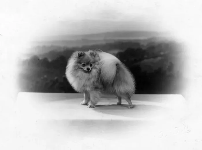 Framed Print : FALL  /  POMERANIAN  /  1935