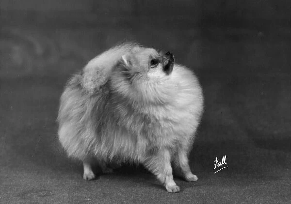 Fall  /  Pomeranian  /  1948