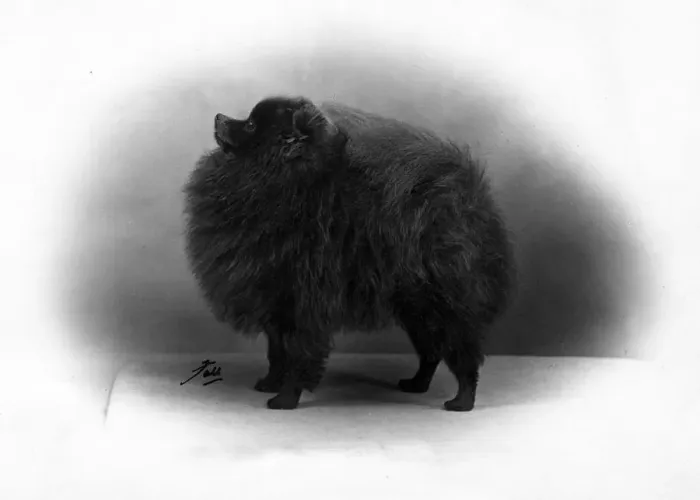 Framed Print : FALL / POMERANIAN / 1956 Framed Print : FALL / POMERANIAN / 1956