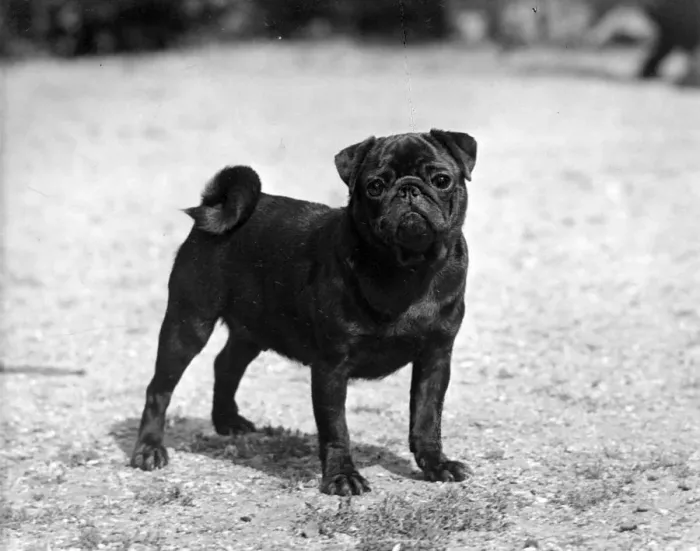 Framed Print : FALL / PUG / 1956 Framed Print : FALL / PUG / 1956
