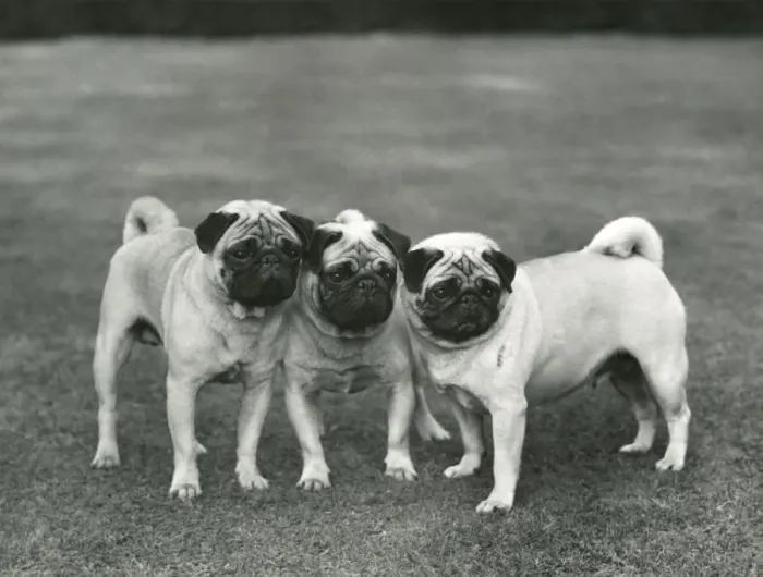 Framed Print : FALL / PUG / 1959 Framed Print : FALL / PUG / 1959