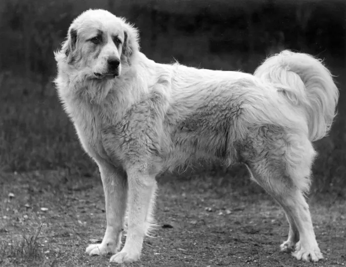 Framed Print : FALL / PYRENEAN DOG / 1939 Framed Print : FALL / PYRENEAN DOG / 1939