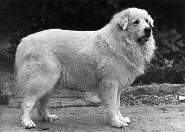 FALL  /  PYRENEAN DOG  /  1950
