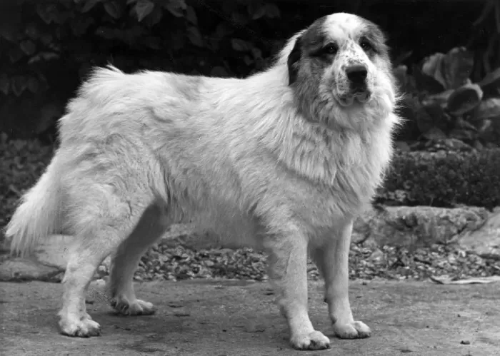 Framed Print : FALL / PYRENEAN DOG / 1950 Framed Print : FALL / PYRENEAN DOG / 1950