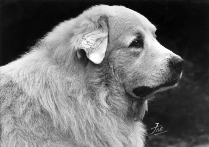 Framed Print : FALL / PYRENEAN DOG / 1950 Framed Print : FALL / PYRENEAN DOG / 1950