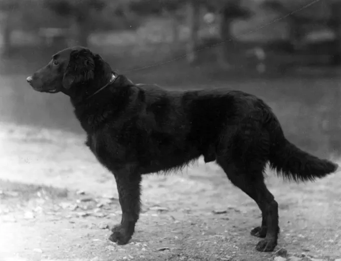 Framed Print : FALL / RETRIEVER / FLAT / 1914 Framed Print : FALL / RETRIEVER / FLAT / 1914