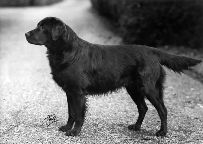 Framed Print : FALL / RETRIEVER / FLAT / 1951 Framed Print : FALL / RETRIEVER / FLAT / 1951