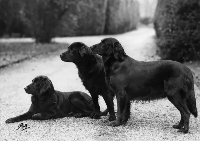 Framed Print : FALL / RETRIEVER / FLAT / 1951 Framed Print : FALL / RETRIEVER / FLAT / 1951