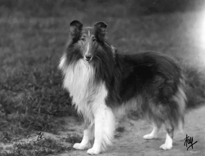 Framed Print : FALL / ROUGH COLLIE / 1931 Framed Print : FALL / ROUGH COLLIE / 1931